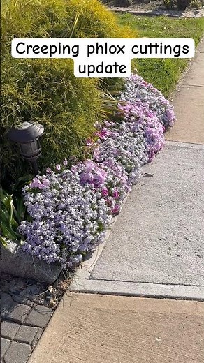 Creeping phlox cuttings in 2nd & 3rd year