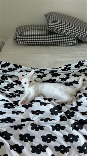 길고양이에서 집고양이로 기분이 너무 좋은 고양이