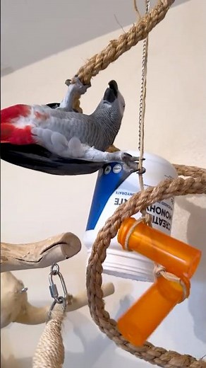 Apollo’s Big Bottle 🤪