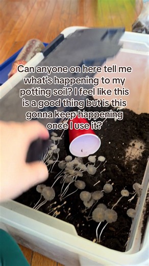 White growth in potting soil: what it is and how to stop it