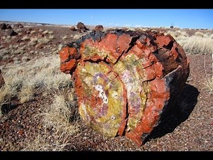 Petrified Forest National Park