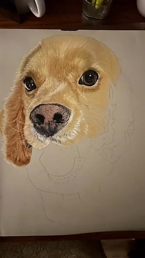 This is sweet Hurley, my first cocker spaniel drawing. I thoroughly enjoyed watching him come to life on paper and my heart melts at his sweet expression.🥹💝 #dogart #dogartist #dogartwork #dogartists #petportraitartist #petportraitsofinstagram | Art by Amy Jo