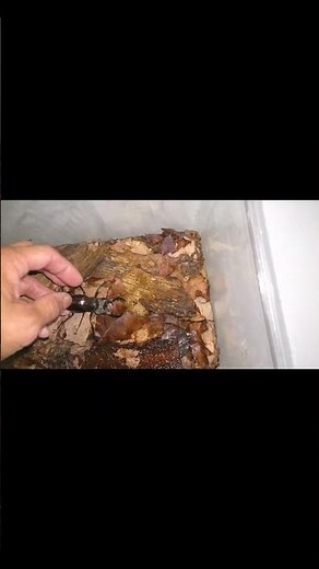 寿命が短いミヤマクワガタがどこまで頑張ってくれるのか