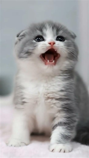 #viral #youtube #shorts #youtubeshorts #cutecat #shortvideo #playcat #reels #cat #viralvideo #viral