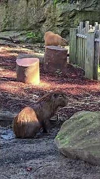 🐹 The Capybaras at the Zoo ''