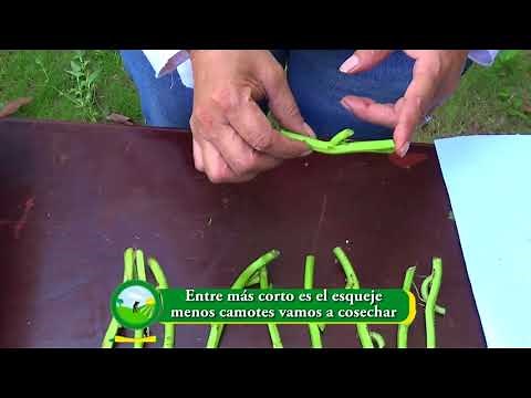 Siembra del camote