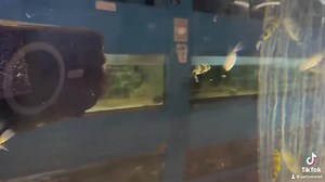 "The Amazon Pufferfish: Masters of Camouflage 🌿🐡 These fascinating creatures may be small, but their survival skills are out of this world! With their incredible ability to change color and blend seamlessly into their lush Amazonian habitats, they remain hidden from predators and always ready to puff up when threatened. Their endearing personalities and quirky appearances make them some of the Amazon's most charming residents. 🌎💚 #AmazonWonders #PufferfishMagic" | Pet Zone Tropical Fish, San