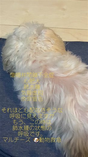 僧帽弁閉鎖不全症と犬の肺水腫について