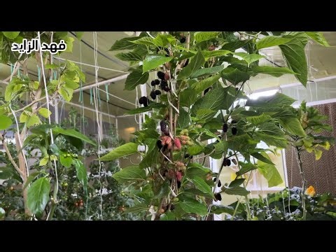انتاج التوت الفراولة التين الطماطم الخس الكوسة #الزراعة_المائية_الهيدروبنك #اكسبلور #hydroponics