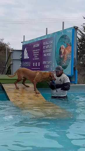 Regular swimmers Labrador Bailey & golden retriever Arthur had a lovely swim 🐾💦💕🇬🇧 | Canine Dip and Dive Maldon