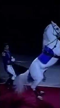 The Dancing Horses of Lipizza – The Empire’s Forgotten Pride