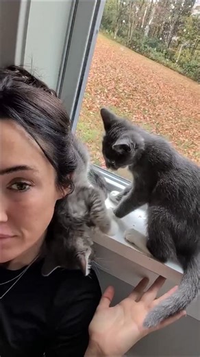 Siblings 🍂 #BabyCats #BabyCatRescue #BottleBabyRescue #TinyButMighty #KittenFosterLife #FosteringSavesLives #KittensOfInstagram #OrphanKittens #RescueKittens #FosterToAdopt #CatRescueNonprofit | FosterBabyCats