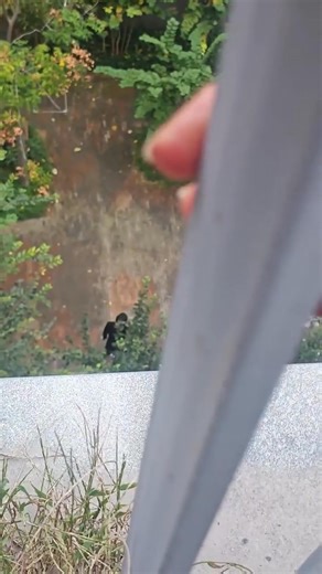 1.3K views · 30 reactions | Help! So Much Security!  Introducing our Mini Full HD 4K Security Camera - a super reliable and tiny home protector! • As small as a palm, it can be hidden anywhere ✨ Thieves won't notice it at all!  Captures every detail clearly with 4K ultra-clear resolution, day or night!  View footage remotely on your phone anytime With this camera, you'll feel extremely secure! Hurry and get it!  | Distceinthe | Facebook