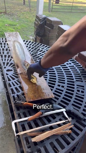 Texas River Alligator Gar Fish