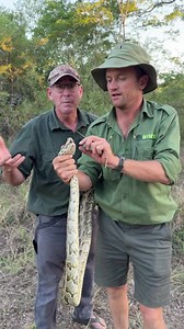 10K views · 250 reactions | African Rock Python - a truly beautiful snake! It’s always fun being in the field with a fellow conservationist #fbreels | Ivan Carter | Facebook