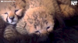 This dog is caring for a group of cheetah cubs who lost their mom | NowThis