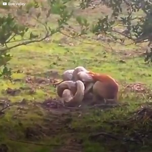 271K views · 4.3K reactions | She was looking for her lunch, he wanted to live another day. A python caught a dog in a field. She didn’t release her hold for the world. But this pup would turn out to be a fierce adversary. | Meow Meow | Facebook