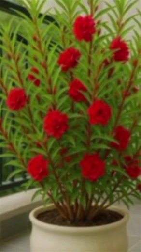 #creatorsearchinsights #funnyvideos😂😂😂 #plzunfreezmyaccount😞🥀😞 #plzunfreezmyaccount😞🥀😞 #plzsupportmefrnds✌❤❤