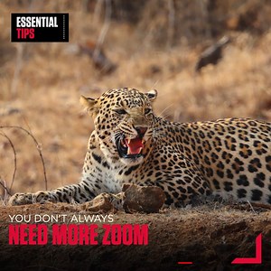 36 reactions | Snap the wild realm! Create magic with your Canon Lens with these pro tips! ꢂ #CANwithCanon #EssentialTips #WildlifePhotographyTips #PhotographyTips #NaturePhotography #ThrillWithNature #EmpowerYourLens #GetStarted #CanonIndia #CanonPhotography #Canon #DelightingYouAlways #BestofPhotography #Landscape #Seascape #Wilderness | CANON India | Facebook