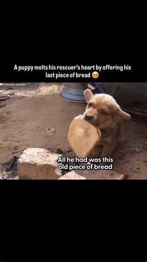 Barket on Instagram: "Gunnar’s Story 🐶🍞 Alone and hungry, the motherless puppy Gunnar had almost nothing yet he chose to offer the only thing he had: his last piece of bread to his rescuer. That small act of trust changed everything. After care and a brief foster stay, Gunnar found a loving forever home, where he is now safe, happy, and thriving 🐾💛 🌐To adopt: https://adoption.barket.in 🐶 Make a difference! Join Barket Cares Foundation: DM @barket.in to be a part . . . . . . #trending #fyp 