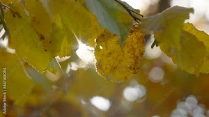Ray of sunlight on the common hazel tree with the yellow leaf in Estonia