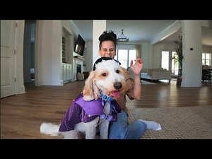 BEST Halloween Costumes for Dogs!