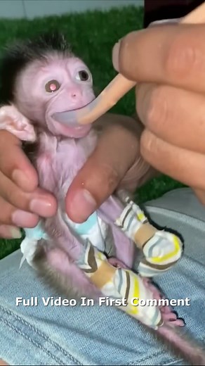 1.6K views · 48 reactions | UNBOXING A SPECIAL CARE PACKAGE FOR TINY MONKEY  Full video in first comment | Cute Monkey | Facebook