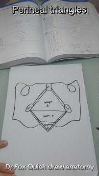 Dr Fox Quick draw anatomy: perineal triangles #gynaecology #urology #surgery #meded #medicalstudent