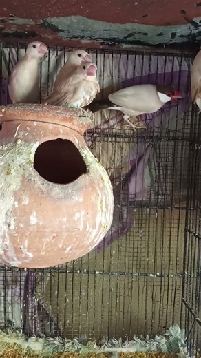 Fawn Java pair with three Chicks