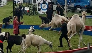 330 reactions · 92 shares | CAMEL FALLS AT CIRCUS! Watch now! Carden Circus, where this video was recorded, claims that they "love their animals" and that the animals enjoy what they are doing. Hmm...why the whips then? And why are you forcing animals to perform on slippery grass? We hope this camel is OK and finds sanctuary soon. | CompassionWorks International | Facebook