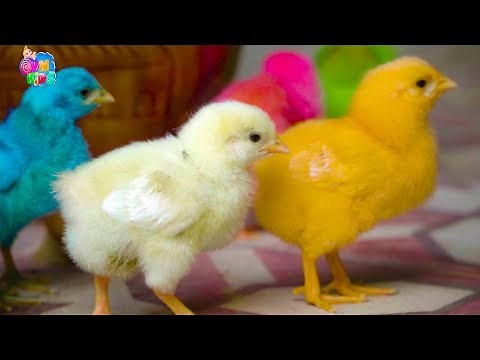 Đàn gà trong sân ♫ Gà con ơi ♫♫♫ Nhạc thiếu nhi vui nhộn sôi động hay nhất