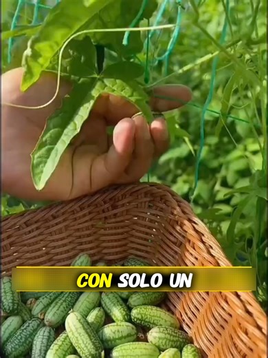 Planting Cucamelons in Containers and Gardens