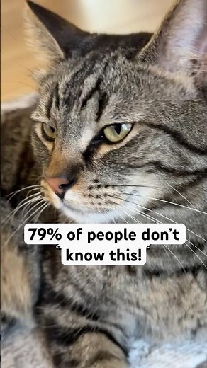 Did you know THIS about Manx cats?
