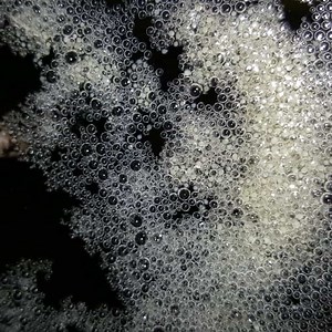 How To Tell If Betta Eggs Are Fertilized? (With Pictures) – Pet Fish Online