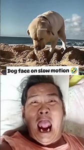 Dog feces on slow motion 🤣🤣 #memes #funny #cat #duet #funnymemes #cute #roblox #fyp #shorts #hiphop