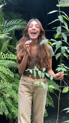 El Eucalipto arcoíris (Eucalyptus deglupta) es una obra de arte viva. Su tronco cambia de color con el paso del tiempo: verde, azul, naranja, rojo y violeta se mezclan como pinceladas naturales sobre la corteza. 🌞 Ama la luz plena — necesita sol directo para mostrar sus colores. 💧 Riego constante — sin encharcar, pero sin dejar que se seque. 🌱 Sustrato suelto y drenante — mezcla especializada para árboles que encuentras en nuestro vivero. 🌿 Crecimiento rápido — puede alcanzar varios metros e