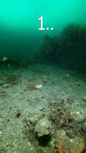 30K views · 103 reactions | Easily startled, Scallops have many eyes and are very sensitive to movement and light!  Watch these critters scoot across the sea floor. It almost looks like a cartoon! 藍  @veru.diver | Diving Adelaide & Online Dive Gear | Facebook