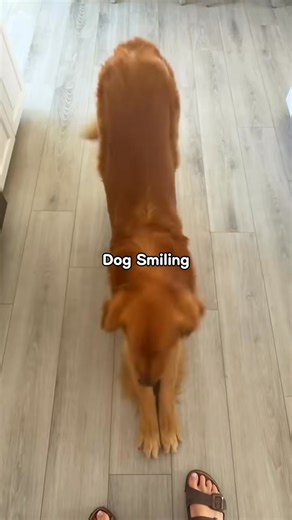 58K views · 2.5K reactions | Dog Smiling藍#dog#funny#funnyanimals#funnypets#animals #dogsofttiktok #pet #foryou #longervideos #dogsoftiktok #foryoupage #funnymoments #fyp #dog #funnyvideos #dogs #doglover | Funnyd0gsoftiktok | Facebook