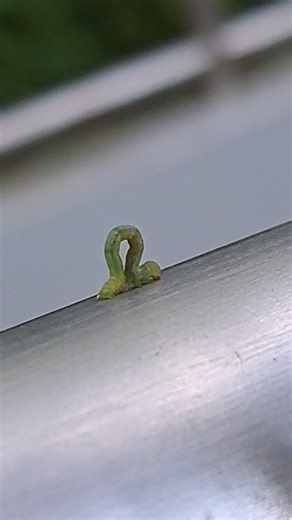 Looping movement of inchworm at east Singapore (新加坡东区寸蠖的环移动)