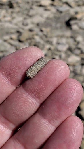 #crinoid #michigan #fossil #fossilhunting #sealily #rockhounding #devonian #adventure #nature #cool