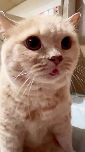 Cat purring sound like engine #cat #cats #kitten #kitty #meow #catlove #lovecats #catlife #catlover #pet #pets #instacat #catinsta #petinsta #catinstagram #petinstagrams | Mrdiedie