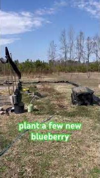 Adding an Italian Plum Tree to the Garden.