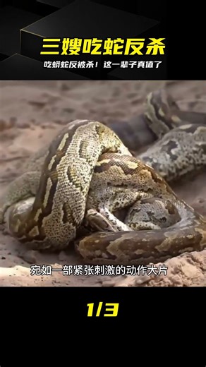 三嫂吃蟒蛇反被反殺！結局太勁爆，這輩子就值這個了 #动物世界 #野生动物 #动物大战 #自然纪录 #生物科普