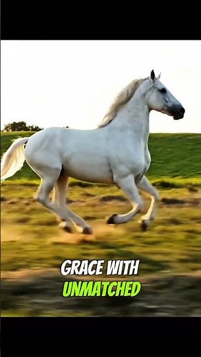 “The White Horse — Symbol of Purity, Power, and Royal Elegance 🐎✨”#horse #petverseplanet
