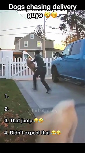 Top 4 Dogs vs Delivery Guys Moments 🐶💨