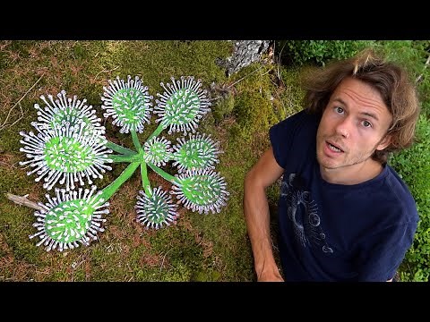 Fleischfressende Pflanze aus dem Moor - Rundblättriger Sonnentau (Drosera rotundifolia)