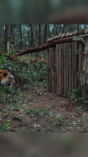 Building a secret shelter hidden inside a giant fallen tree #outdoor #survival #campinglife #bushcraft #asmr