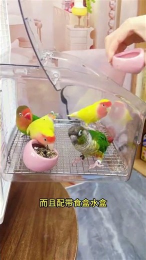 “OMG My Parrot Said WHAT?! 😱😂”“You Won’t Believe This Cute Parrot’s Reaction! 🐦💛”“My Parrot’s Funn
