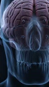 What Happens Inside Your Body When You Do Kegel Exercises? (Domino Effect Explained)