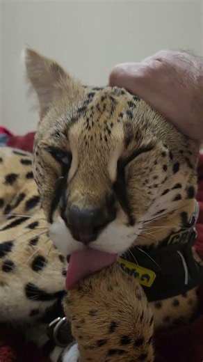 Meet the most beloved Serval Cat in the world.